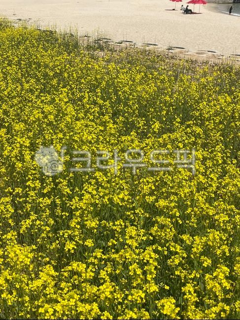 자연,꽃,식물,노란색,노란색꽃,유채꽃,여름,nature,field,outdoors,vegetation,초목