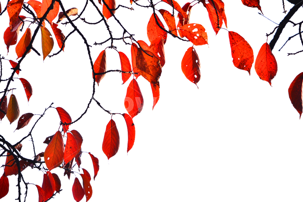 가을,단풍,계절,10월,가을감성,가을분위기,가을느낌,fall,autumn,maple,가을나무,leaves,노랑색,주황색,빨강색,레드,red,tree,나뭇잎,누끼,가을,계절,fall,autumn,season,leaf,잎,plant,식물
