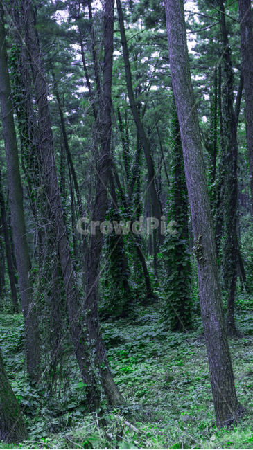 tree,나무,plant,식물,treetrunk,나무줄기,자연,풍경,nature,landscape,나무,trees,wood