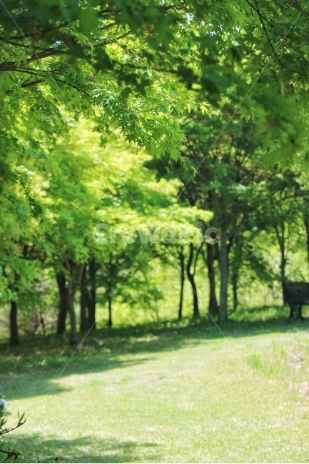 나무,단풍나무,공원,감성,tree,초록,자연,풍경,nature,landscape,휴식,힐링,rest,relaxation,healing,vegetation,초목,plant,식물