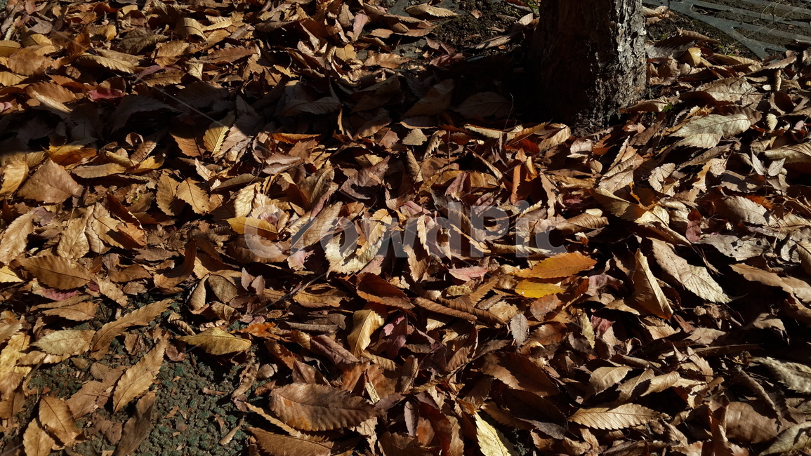 plant,식물,leaf,잎,바닥,ground