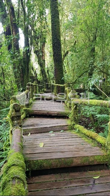 green,woodland,stairs,tree,moss,path,rainforest,jungle,bridge,boardwalk