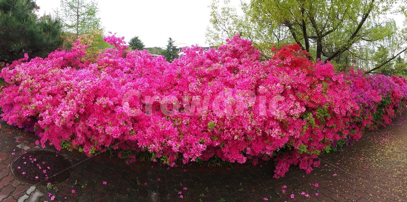 식물,tree,나무,plant,봄,spring,식물,자연,plants,nature,꽃,flower