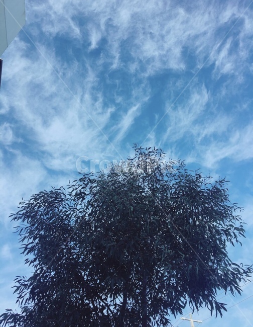 나무,하늘,잎,구름,자연,파랑,초록,감성,가을,나뭇잎,자연,풍경,nature,landscape