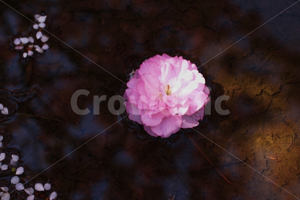 벚꽃,왕벚꽃,겹벚꽃,봄,꽃,flower,canon,100d,dslr,스냅,picture,식물,자연,plants,nature,꽃,flower