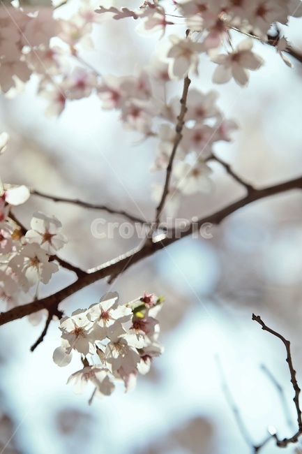 벚꽃,벚나무,cherryblossoms,flower,cherrytree,식물,자연,plants,nature,꽃,flower
