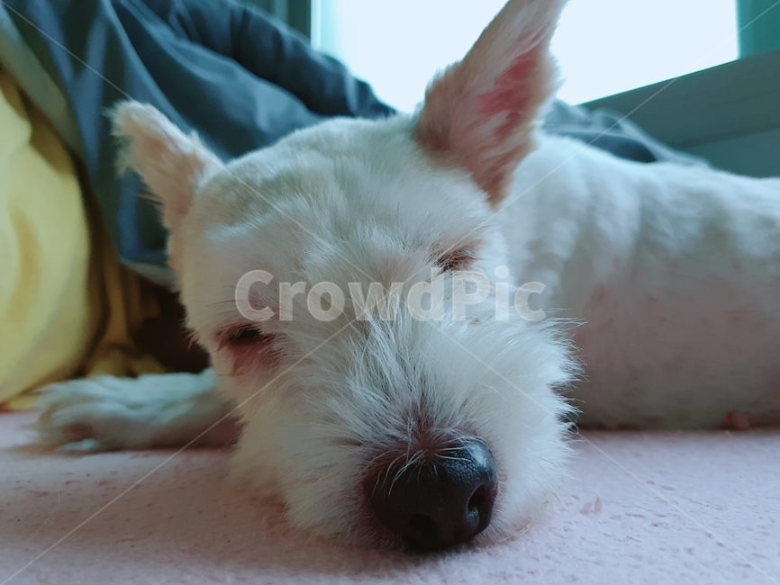 강아지,개,반려동물,애완견,숙면,잠,sleep,동물,animal,포유류,mammal,개,강아지,dog,doggy