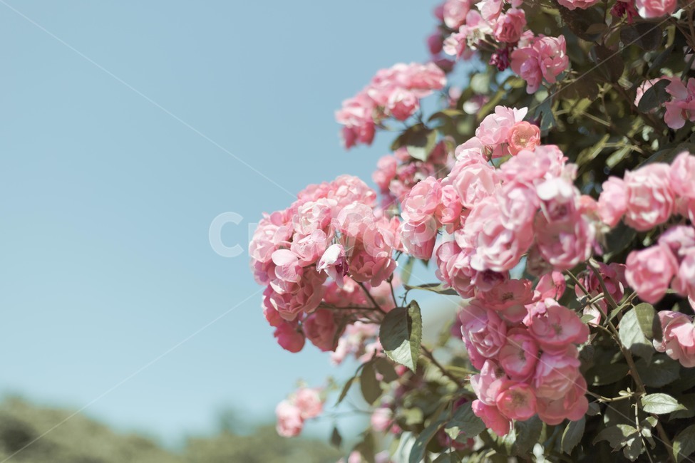 꽃,장미,분홍장미,하늘,rose,pinkrose,romantic,mood,bunchofflowers,식물,자연,plants,nature,꽃,flower