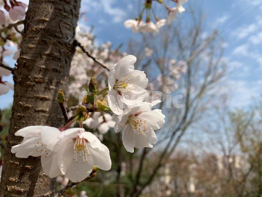 벚꽃,벚꽃놀이,꽃,꽃놀이,벚꽃길,안산벚꽃,봄,봄,계절,spring,season,식물,자연,plants,nature,꽃,flower,plant,blossom