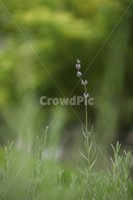 라벤더,자연,꽃밭,풀,허브,plant,녹색,purple,green,식물,lupin,blossom,꽃,flower