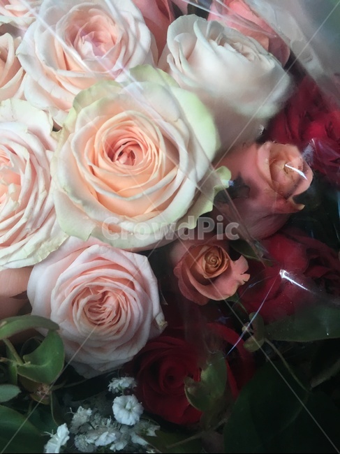 blossom,꽃,plant,식물,rose,장미,flower