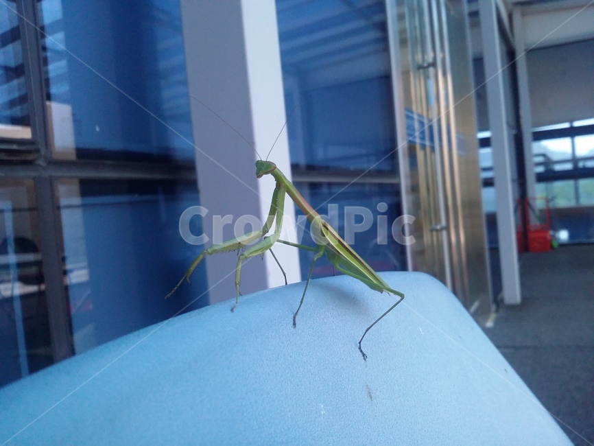 사마귀,곤충,동물,insect,자연,동물,animal,곤충,벌레,insect,bug
