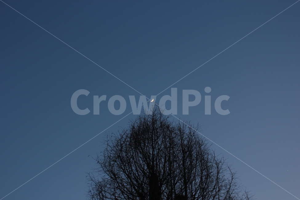 겨울,나무,달,초승달,눈썹달,꽃나무,나뭇가지,달꽃,moon,tree,sky,꼭대기,하늘,앙상함,꽃,blue,식물,자연,plants,nature,야경,밤,풍경,nightscape,night,landscape,outdoors,옥외