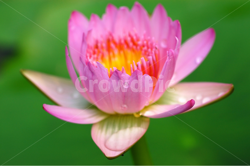 수련,연꽃,연잎,연못,꽃,플라워,식물,자연,한송이,꽃잎,이슬,식물,자연,plants,nature,꽃,flower