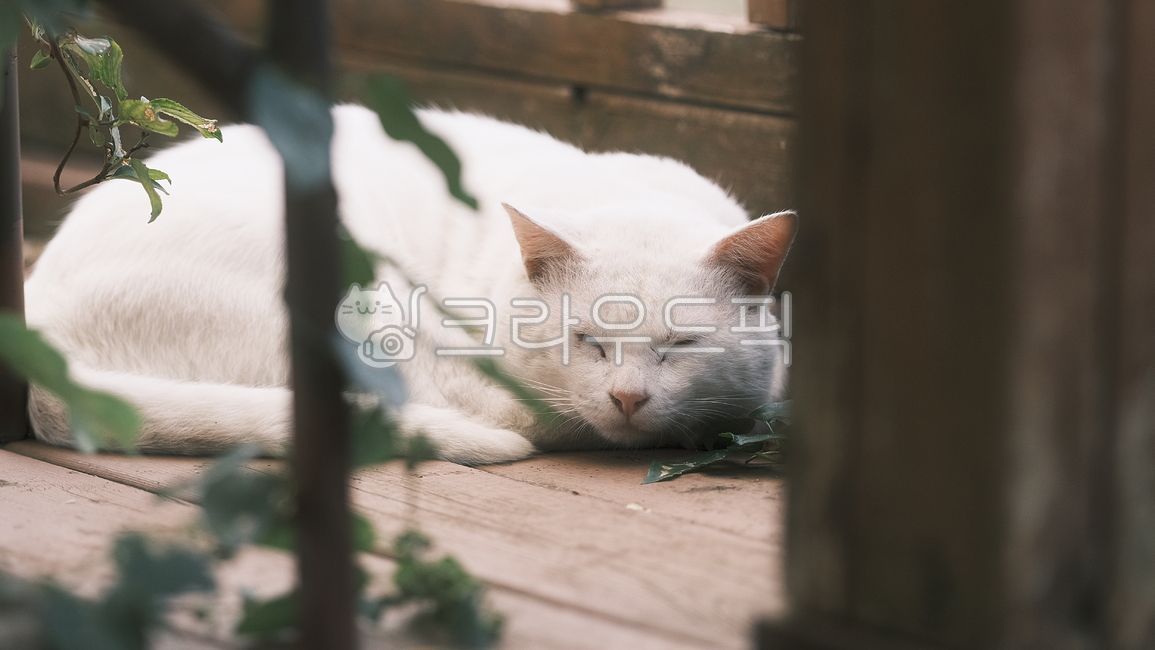 Odd Eye,jelly cat,alleycat,cute cat,cute,cat paws,stray cat,mammal,white cat,cat,oddeye,streetcat,animal,dad cat,mammalia,whitecat