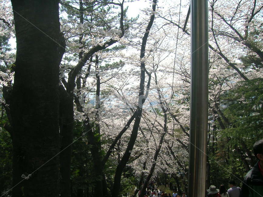 벚꽃,진해군항제,식물,나무,봄,봄,계절,spring,season,자연,풍경,nature,landscape,outdoors,옥외
