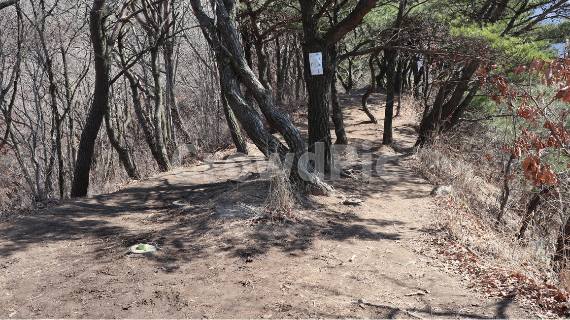 오솔길,나무,소나무,ground,바닥,plant,식물,tree,treetrunk,나무줄기