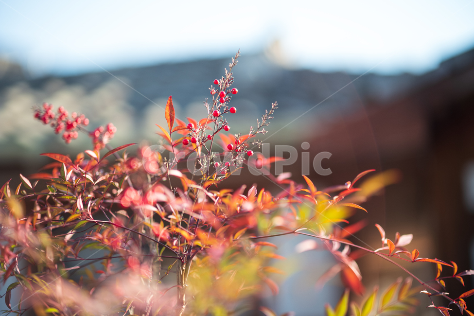 아침빛,나무,열매,색,빨간,식물,자연,plants,nature