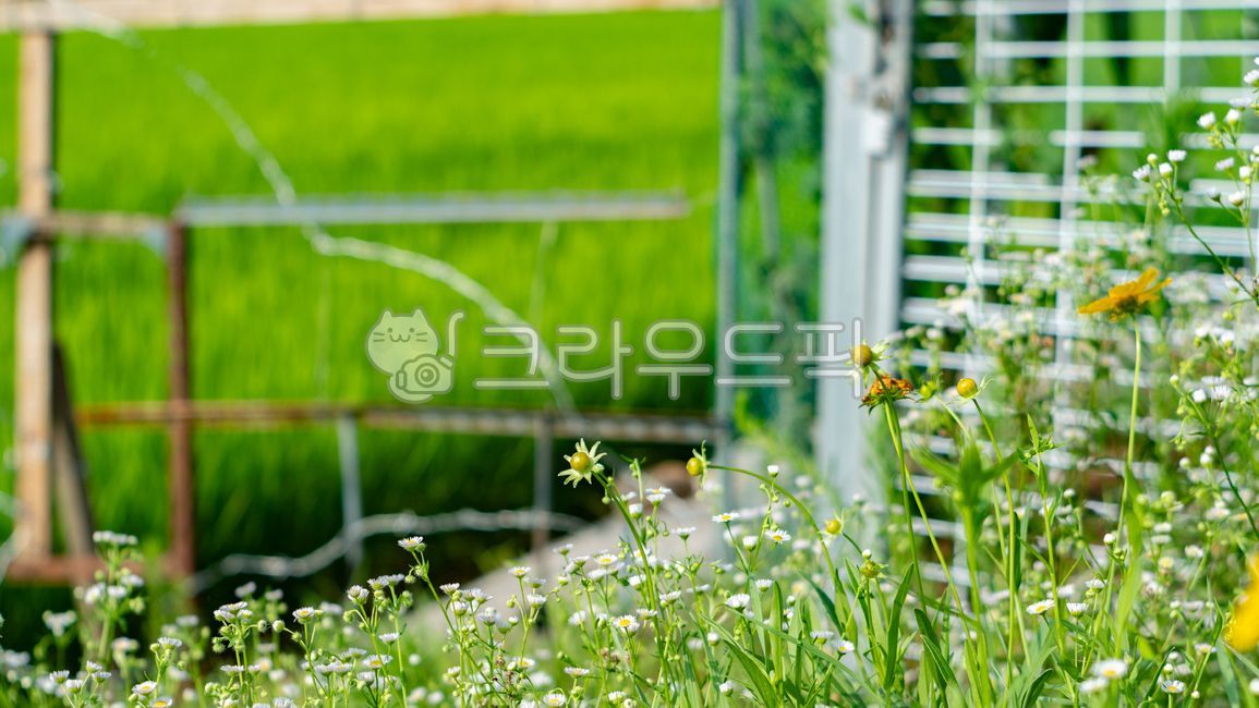 꽃,들판,농촌,야생화,금계국,철망,철문,울타리,녹색,잎,꽃잎,꽃망울,bud,flower,country,field,green,자연,옥외,fence,nature,outdoor