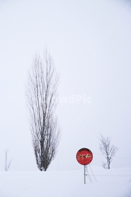 일본,삿포로,북해도,홋카이도,비에이,눈,겨울,nature,감성사진,자연,겨울,계절,winter,season,자연,풍경,nature,landscape,식물,plants,나무,trees,wood,감성,sensible,feeling