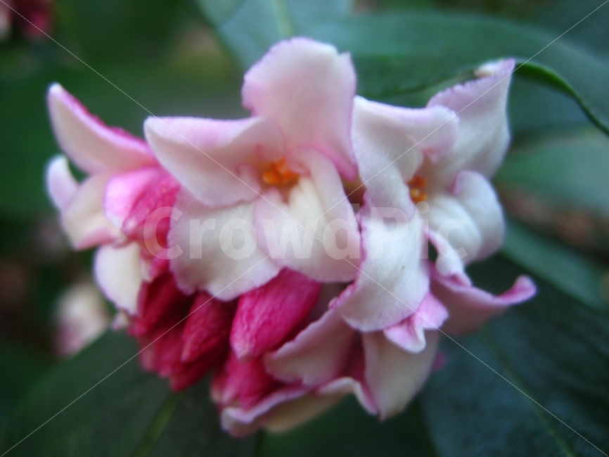 꽃,식물,분홍,에틀란타,여름,식물,자연,plants,nature,꽃,flower