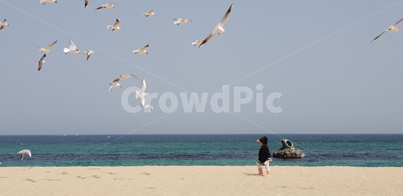 바다,갈매기,딸,강릉,수평선,해변,바다,beach,sea,동물,animal,조류,새,birds,사람,인물,인간,human,person,어린이,어린아이,child,children,kid