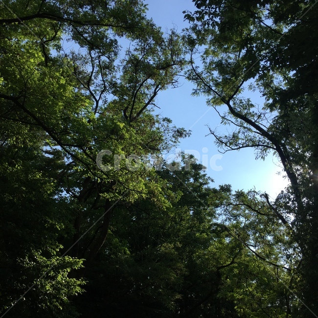 산,등산,숲속,자연,나무,풀,파릇파릇,초록,산속