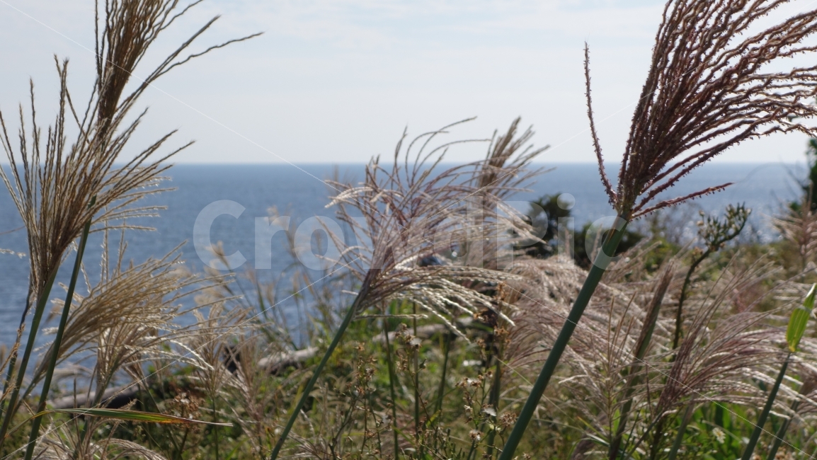 제주도,바다,자연,섬,하늘,갈대,시원하다,산,성산일출봉,한라산,제주,여름,가을,시원한,해양,여행,비행기,풍경,바닷가,해변,조화,배경,홈페이지,바람,자연경관,돌,고대지,풀,구름,들판,산길,백록담,산정상,산꼭대기,등산,트래킹,트레킹,워킹,돌담길,둘레길,걷다,반짝반짝,눈부신,부서지는,날씨,식물,자연,plants,nature