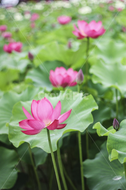 연꽃,연잎,꽃,활짝,flower,불교,분홍색,nature,plants,수련,여름,자연물,자연,color,pink,landscape,순정,배경화면,연뿌리,개화,연꽃축제,초록