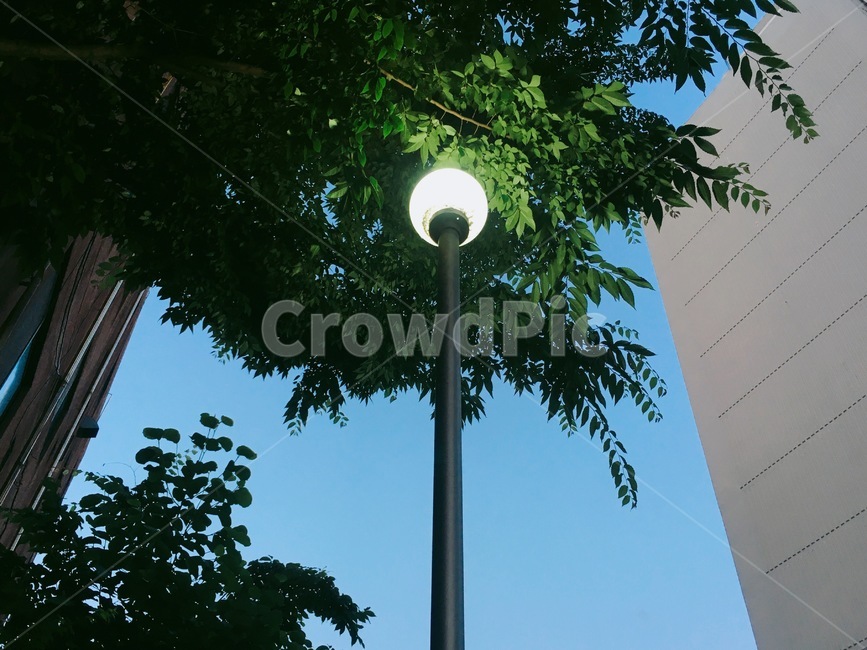 가로등불빛,하늘,나무,늦은오후,여름저녁,가로등,동네,streetlamp,sky,tree,light,afternoon