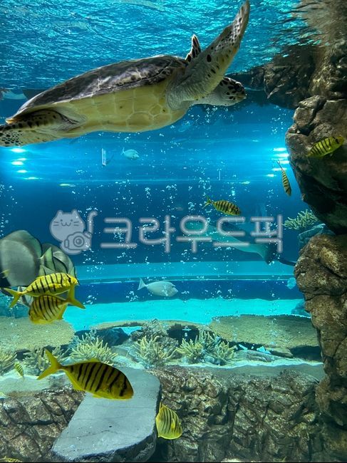 aquarium,수족관,fish,거북이,turtle