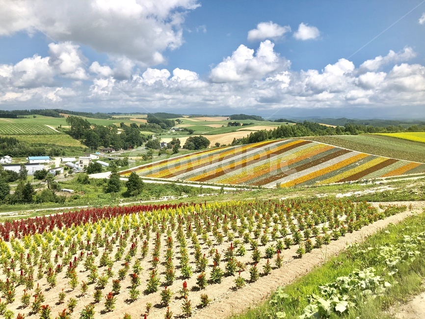 자연,꽃,사계채의언덕,꽃동산,일본,삿포로,자연,풍경,nature,landscape,해외,외국,세계,foreign,oversea,world,세계자연풍경,해외자연풍경,외국자연풍경,world nature landscape