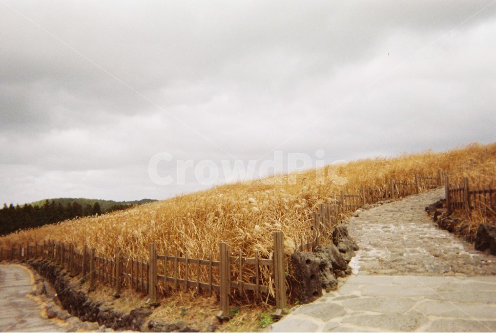 필름,film,아날로그,analog,감성사진,감성,산굼부리,억새,제주도,제주,가을,계절,fall,autumn,season,자연,풍경,nature,landscape,식물,plants,outdoors,옥외