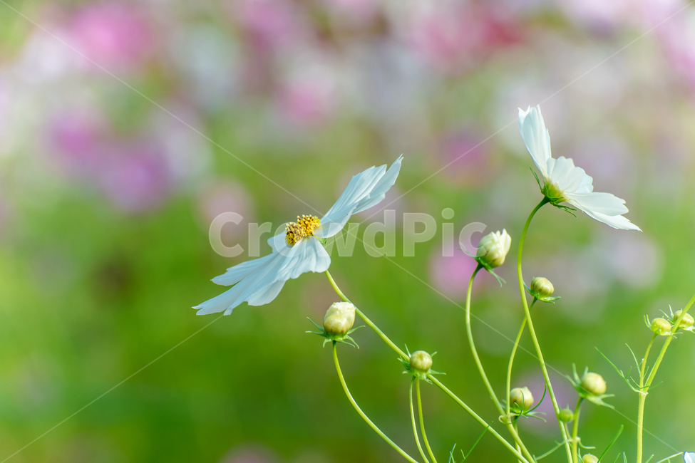 꽃,식물,코스모스,자연,가을,식물,자연,plants,nature,꽃,flower