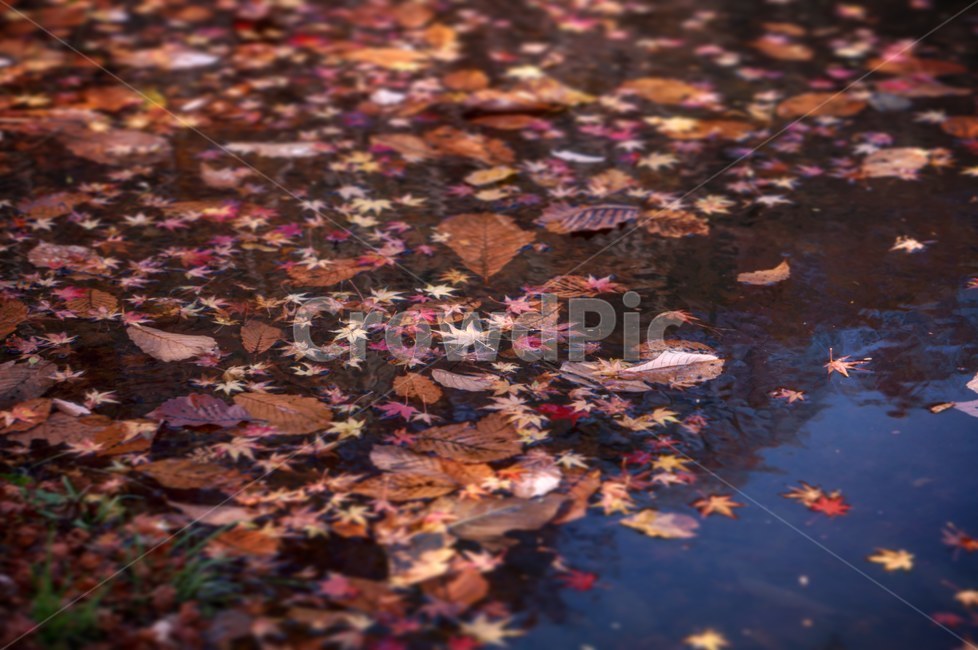 가을,계절,단풍,낙엽,감성,leaf,잎,plant,식물