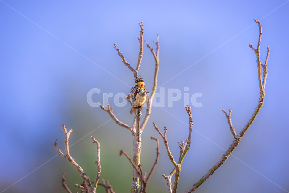 honeybee,bee,벌,나무가지,봄