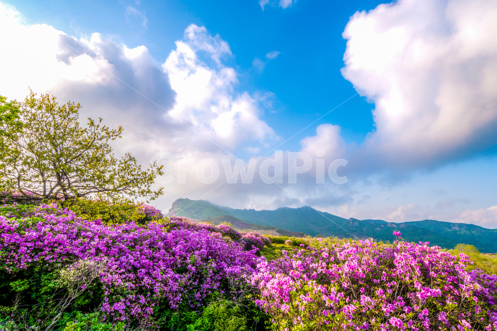 황매산,철죽,꽃,봄,산,합천군,풍경,봄,계절,spring,season,자연,풍경,nature,landscape,outdoors,옥외