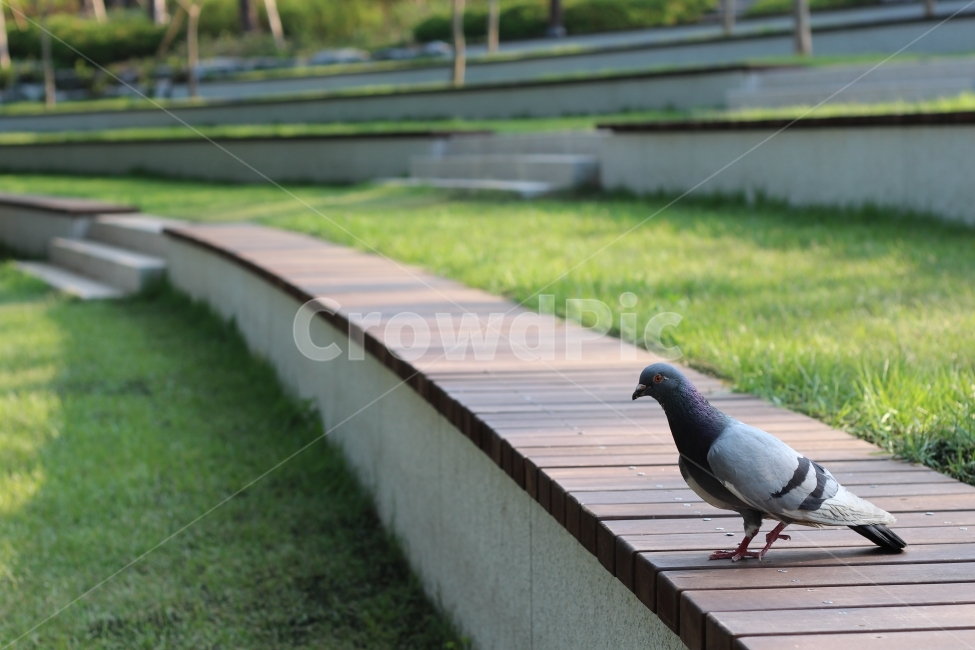 공원,산책,비둘기,자연풍경,자연,도시,동물,animal,조류,새,birds