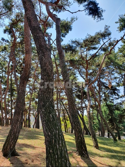 소나무,자연,숲,휴식,초록