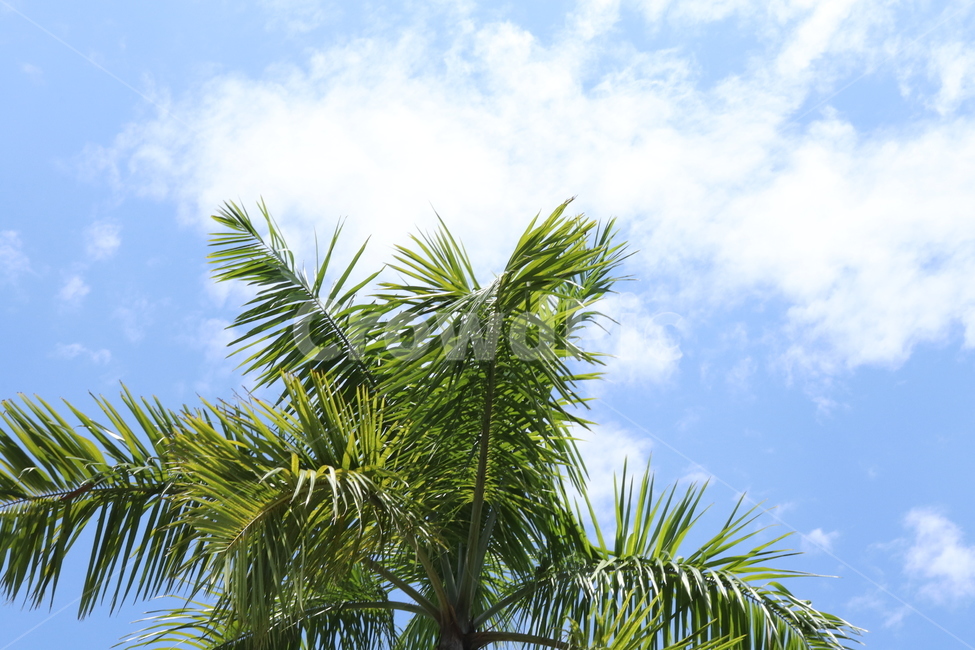 하와이,하늘,구름,야자수,나무,청량,사이다,시원,자연,풍경,nature,landscape,summer,여름,palm tree,tree,plant,식물