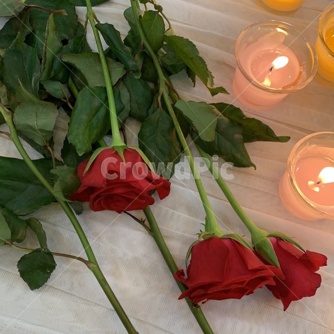 장미,꽃,flower,촛불,분위기,꽃,flower