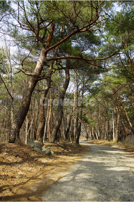 나무,숲,소나무숲,소나무,길,숲길,자연,풍경,nature,landscape,한국자연풍경,한국자연경관,korea nature landscape,식물,plants,나무,trees,wood,tree,plant,tree trunk,나무 줄기