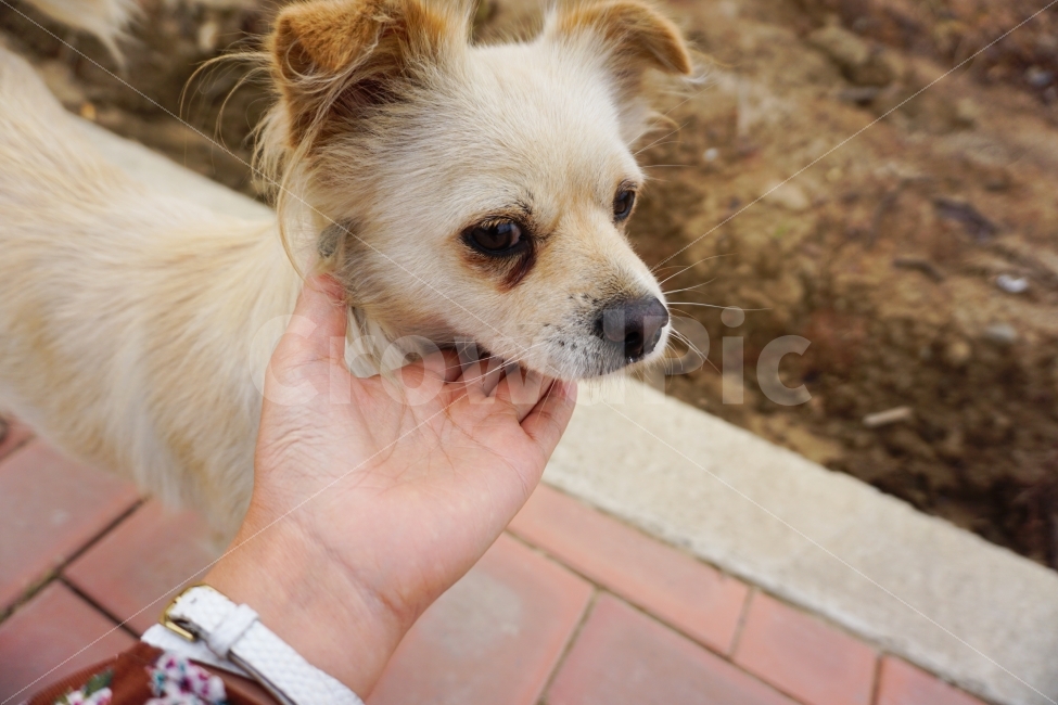 동물,강아지,애견,강아지사진,멍멍이,동물,animal,포유류,mammal,개,강아지,dog,doggy,사람,인물,인간,human,person