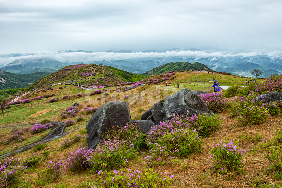 황매산,운해,철쭉축제,합천,봄,봄,계절,spring,season,자연,풍경,nature,landscape,한국자연풍경,한국자연경관,korea nature landscape,outdoors,옥외,grassland,목초지,field,들