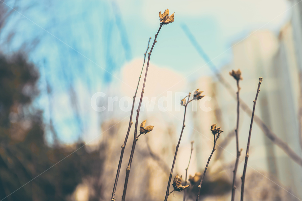 푸른하늘,꽃,봄,구름,조화,감성,식물,자연,plants,nature