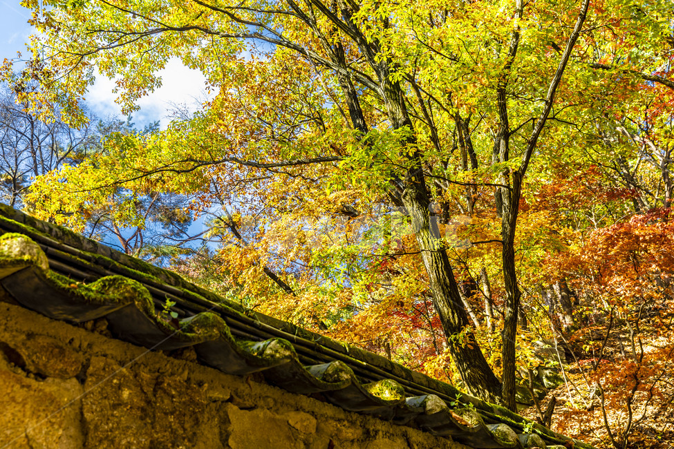 가을,단풍,감성,기와담장,자연,나무,tree,식물,plant,담장,가을,계절,fall,autumn,season,한국전통,한국문화,korean traditional,korean culture