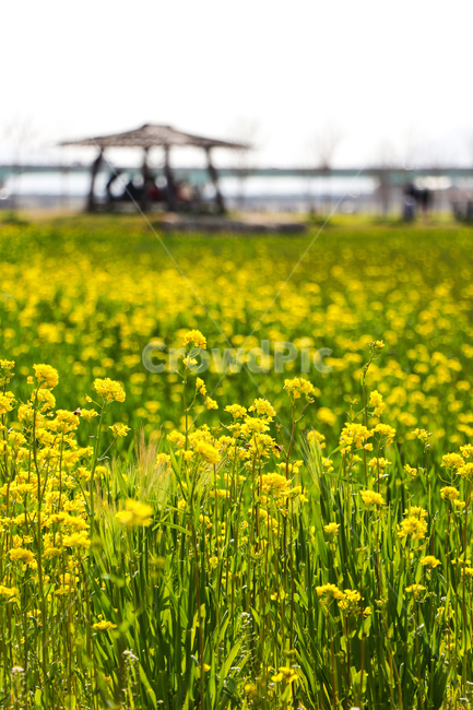 꽃,flower,식물,blossom,grassland,목초지,nature,자연,outdoors,field