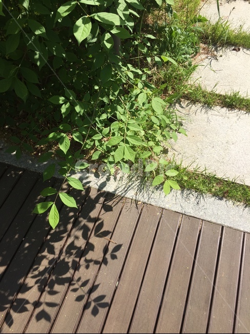 식물,초록,green,풀,잎,공원,산책,잎사귀,자연,식물,자연,plants,nature