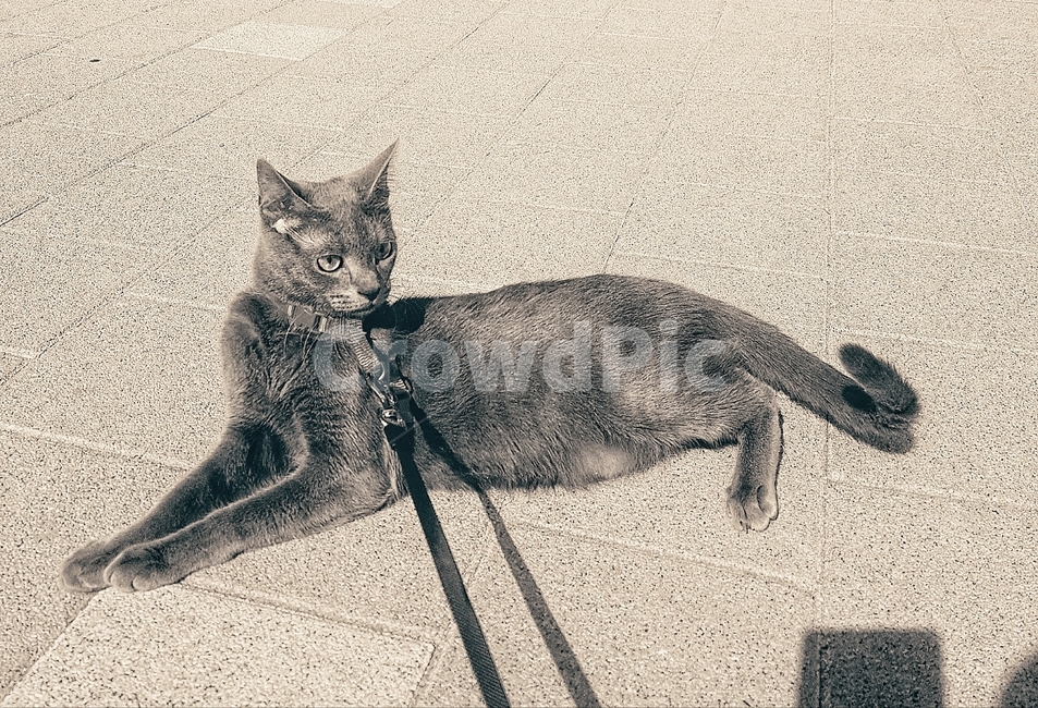 러시안블루,고양이,동물,반려동물,산책,동물,animal,포유류,mammal,고양이,cat,kitten,kitty