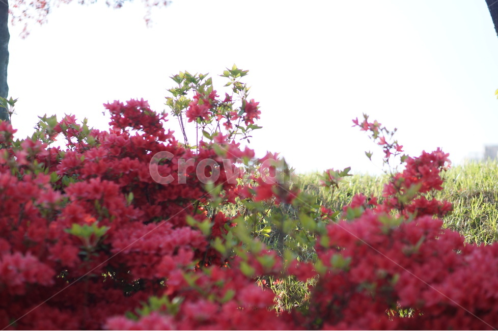 영산홍,빨강,빛,연두잎,정열,식물,자연,plants,nature,꽃,flower